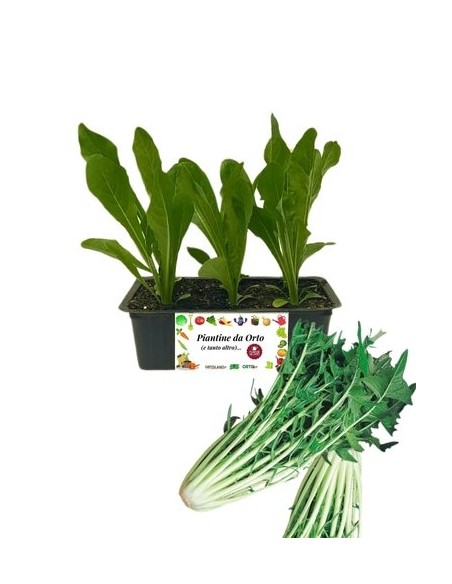 Catalogna pack da 9 piantine