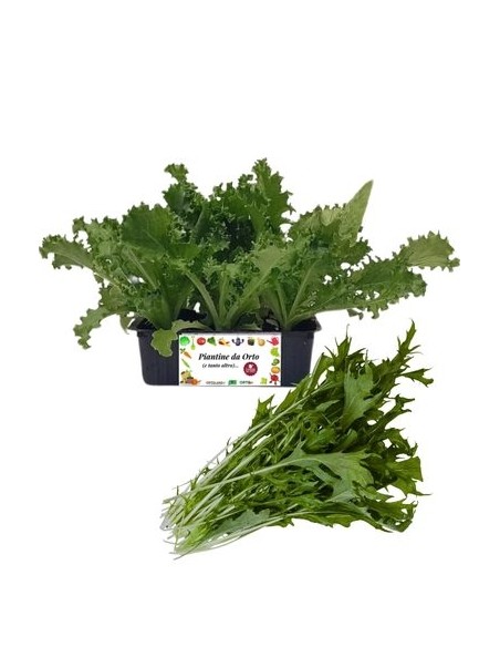 Indivia riccia pack da 9 piantine