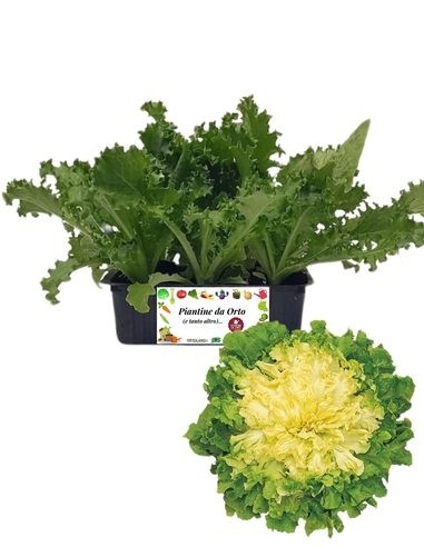 Indivia scarola pack da 9 piantine
