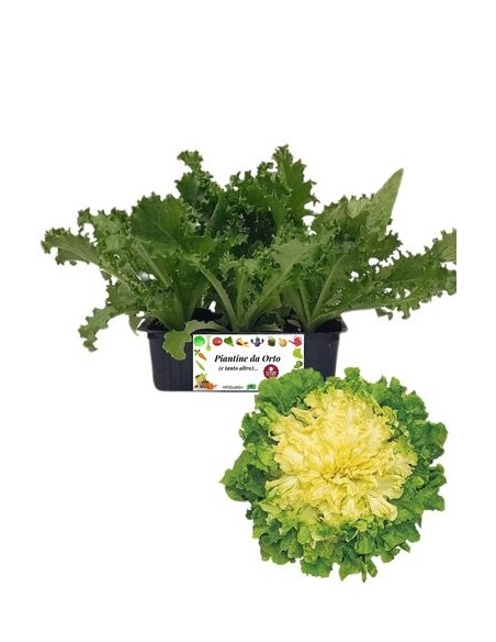 Indivia scarola pack da 9 piantine