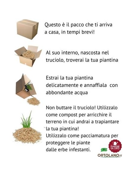 Lattuga barba dei frati rossa pack da 9 piantine