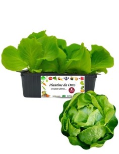Lattuga cappuccia pack da 9 piantine