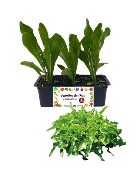 Lattuga barba frati bianca pack da 9 piantine