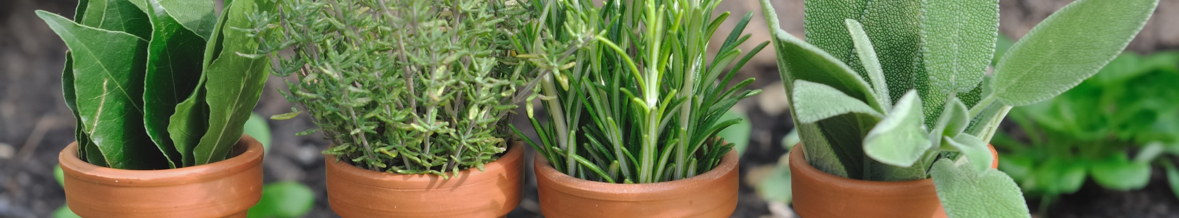 123-456-7890 (800 x 148 px).jpg