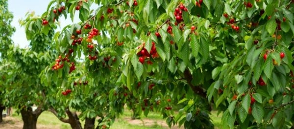 Come riconoscere i legni: il ciliegio - Artedelrestauro.it