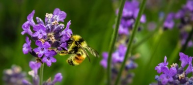 Lavanda: piccola guida per coltivarla in casa