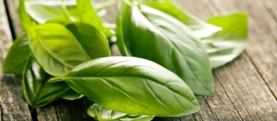 Coltivare il basilico sul balcone: i nostri consigli