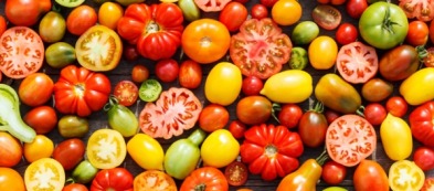 Coltivare i pomodori in vaso: dimensioni del contenitore e altri consigli