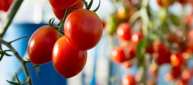 Arriva la Selezione Premium: tante varietà resistenti e produttive