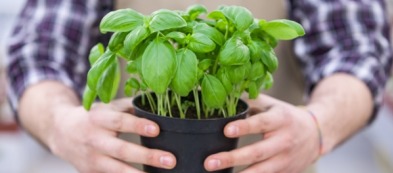 Antizanzare naturali: coltivare il basilico e altre piante repellenti