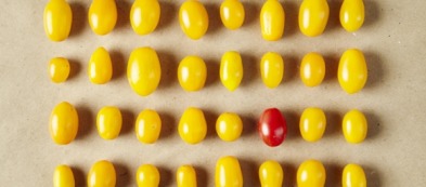 Pomodori gialli: la dolcezza da scoprire in cucina