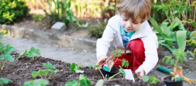 Come iniziare a coltivare l'orto sinergico