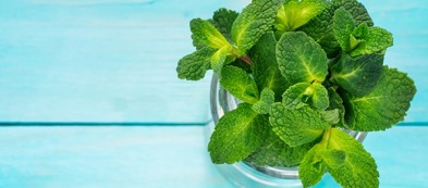 La menta sul balcone: semplicità e freschezza