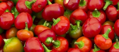 Peperoncino tondo piccante: guida alla coltivazione