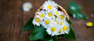 Piretro: un antizanzare naturale