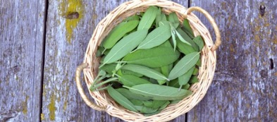 Salvia: tre modi insoliti per gustarla