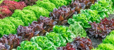 Trapiantare le lattughe nell'orto: il momento giusto