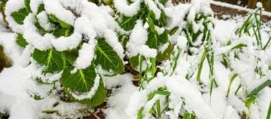 Inverno: i lavori da fare nell'orto