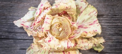 Il radicchio di Castelfranco: una varietà pregiata da coltivare nell'orto