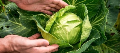 Come combattere la cavolaia nell'orto di casa?