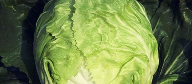 Radicchio bianco tardivo: gusto delicato e candore