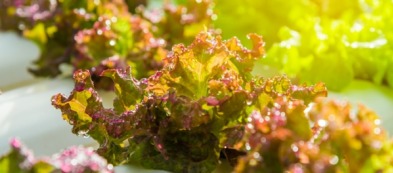 Lattuga Unicum: tra le varietà più resistenti per l'orto di casa