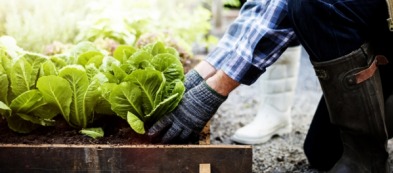 Consigli per coltivare le lattughe anche in inverno