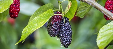 Gelso nero: un albero bellissimo facile da coltivare in giardino