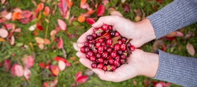 Coltivare il cranberry, o mirtillo americano: bellezza e salute anche in vaso