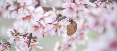 Come coltivare il mandorlo in giardino o in vaso