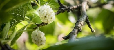 Coltivare il gelso bianco: un simbolo di sapienza in giardino