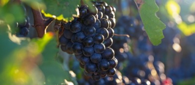 Sangiovese: coltivare la vite più amata in Italia