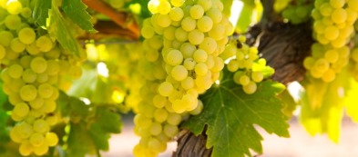 Chardonnay: l'eleganza nel tuo vigneto