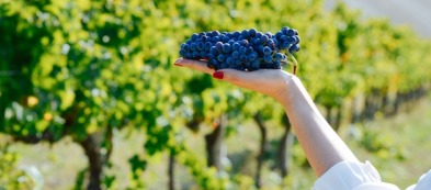 Montepulciano: un rosso tutto italiano