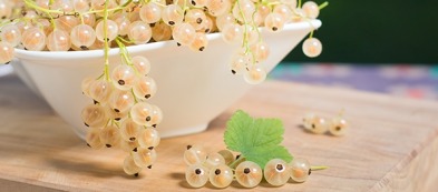 Ribes bianco: coltivare un frutto bellissimo dalle molteplici proprietà