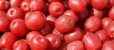 Goumi del Giappone: un arbusto ornamentale forte e dall'animo poetico