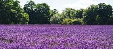 Ultra violet: il viola è il colore dell'anno. Ecco tutte le piante da coltivare nel 2018