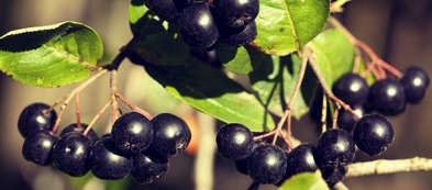 Anno nuovo, alberi da frutto nuovi: piante ornamentali rare e originali