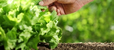L'insalata nell'orto: come coltivare gentilina verde e rossa