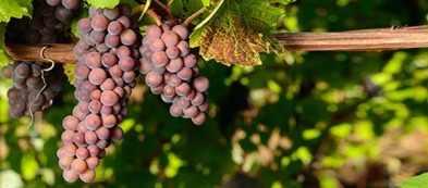 Pinot grigio: leggerezza e freschezza da coltivare nel vigneto