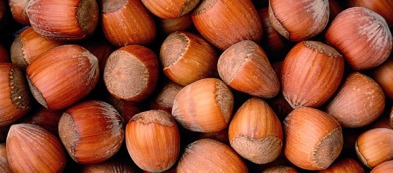 Il nocciolo gentile delle Langhe: un albero pregiato e rustico da coltivare in giardino