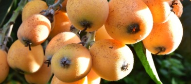 Albero del nespolo: coltivare un ricordo per farlo rivivere