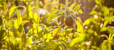 Come costruire una piccola serra spendendo poco