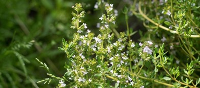 Santoreggia: un profumo raffinato per una pianta antizanzare