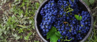 Cabernet Sauvignon: un vitigno da scegliere per un vino aromatico e complesso