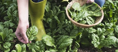 Spinaci in balcone o nell'orto: tutta la freschezza di una piantina ricca di proprietà