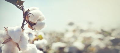 Cotone: una pianta ornamentale e rustica per l'orto di casa