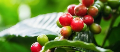 Arriva la pianta del caffè, perfetta anche per la coltivazione casalinga