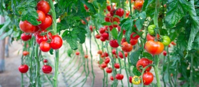 Pomodori: 4 consigli per coltivarli nell'orto