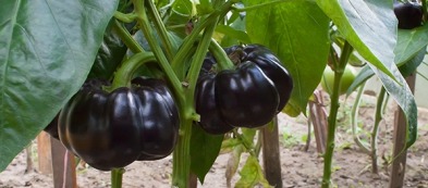 Peperone nero: tutta la fantasia della biodiversità